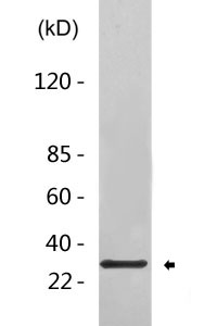 CA226 rabbit pAb