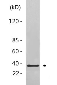 FHL1 rabbit pAb