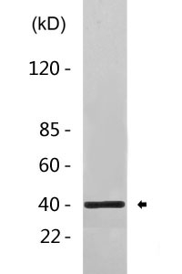 1B81 rabbit pAb