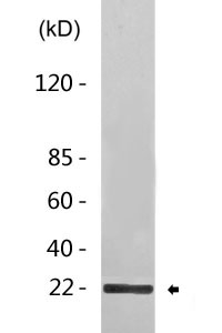 DUX3 rabbit pAb