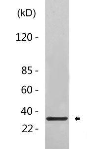 PSB11 rabbit pAb