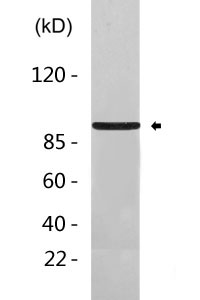 JADE3 rabbit pAb