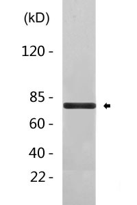 ACBG1 rabbit pAb