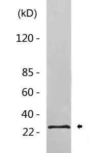 DCNL3 rabbit pAb