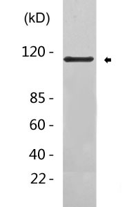 ANR27 rabbit pAb