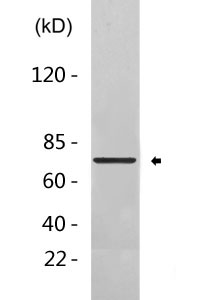 CDK9 rabbit pAb