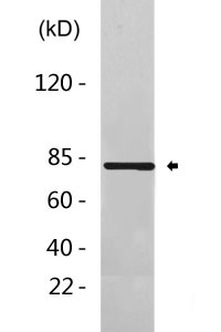 Centaurin-β1 rabbit pAb