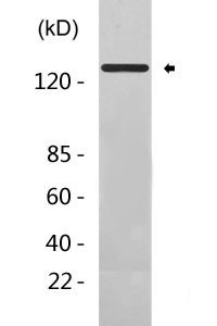 Proteasome α3 rabbit pAb