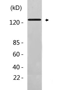 CD86 rabbit pAb