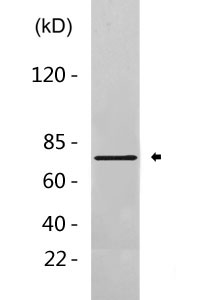 Cdk9 rabbit pAb