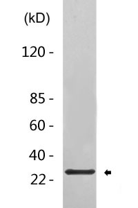 Adipsin rabbit pAb