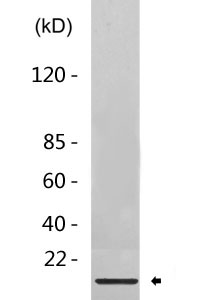 CCL22 rabbit pAb