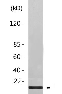 CCL22 rabbit pAb