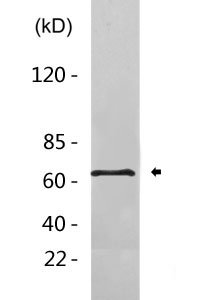 FGF7 rabbit pAb