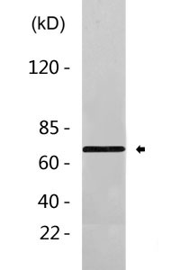 FGF-7 rabbit pAb