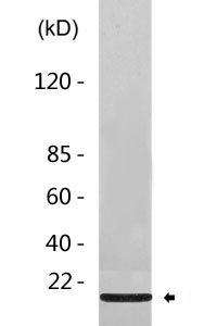 LC3 A/B rabbit pAb