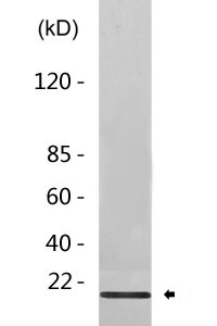 LC3 A/B rabbit pAb