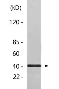 CD14 rabbit pAb