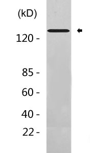 AChRα7 rabbit pAb