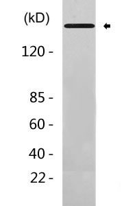 CO4 A/B rabbit pAb