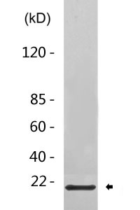 UBC9 rabbit pAb