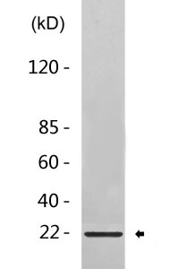 EPO rabbit pAb